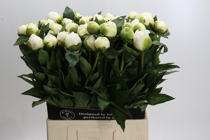 <h4>Paeonia Lact. Bridal  Shower</h4>