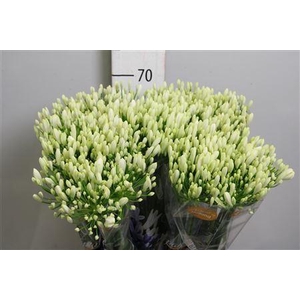 Agapanthus FU 'Bianca Perla'