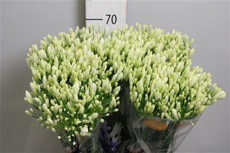 <h4>Agapanthus FU 'Bianca Perla'</h4>