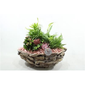 SC12 WW PINK DRIFTWOOD