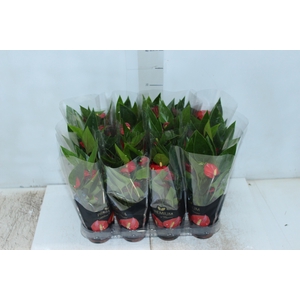 ANTHURIUM MINI MILLION FLOWERS P09