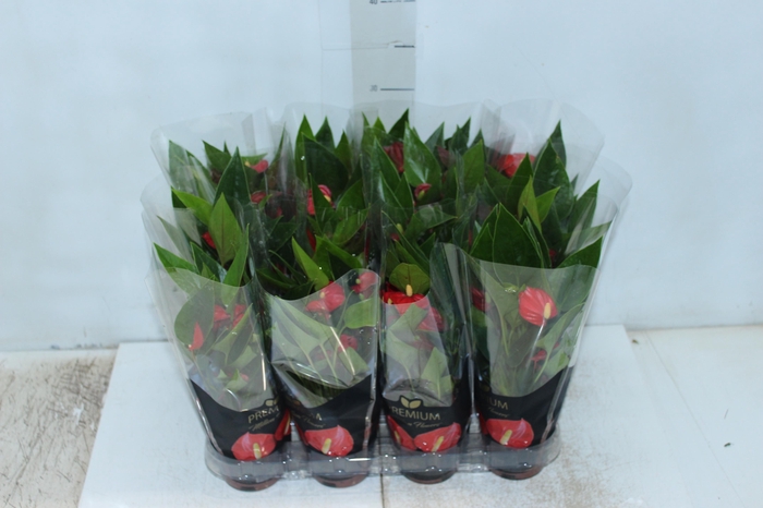 ANTHURIUM MINI MILLION FLOWERS P09