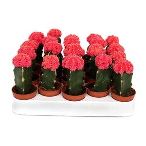 Cactus geent roze 5,5 cm