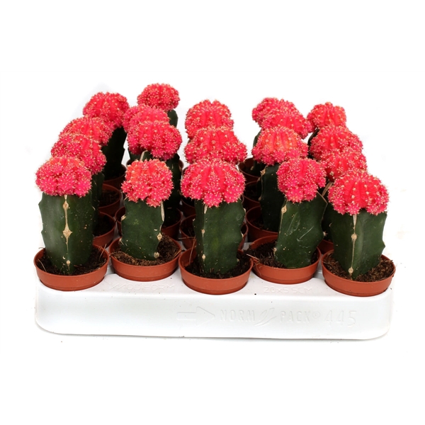 <h4>Cactus geent roze 5,5 cm</h4>