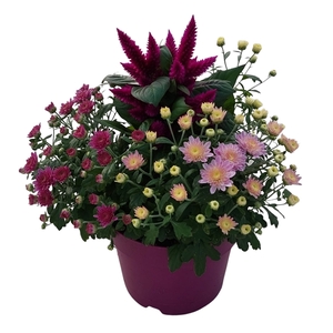 Abbracci 'Nova' P19