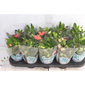 EUPHORBIA MILII MILIIANA P11
