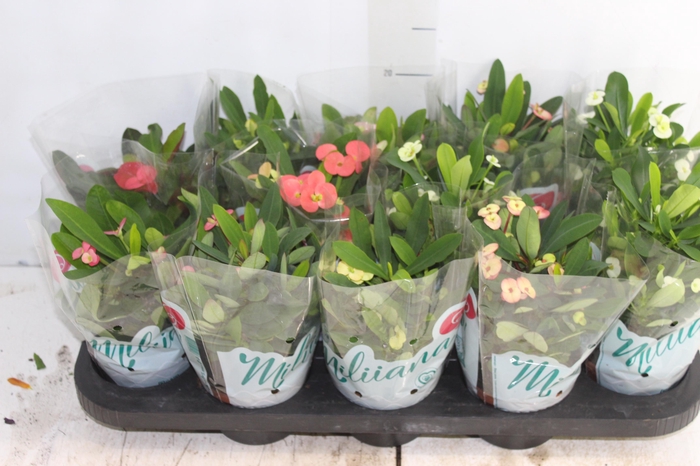 <h4>EUPHORBIA MILII MILIIANA P11</h4>