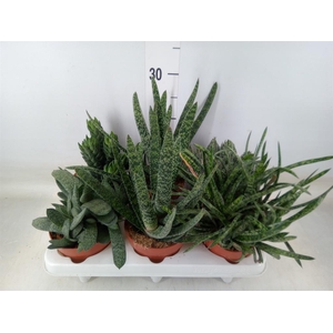 Gasteria   ...mix