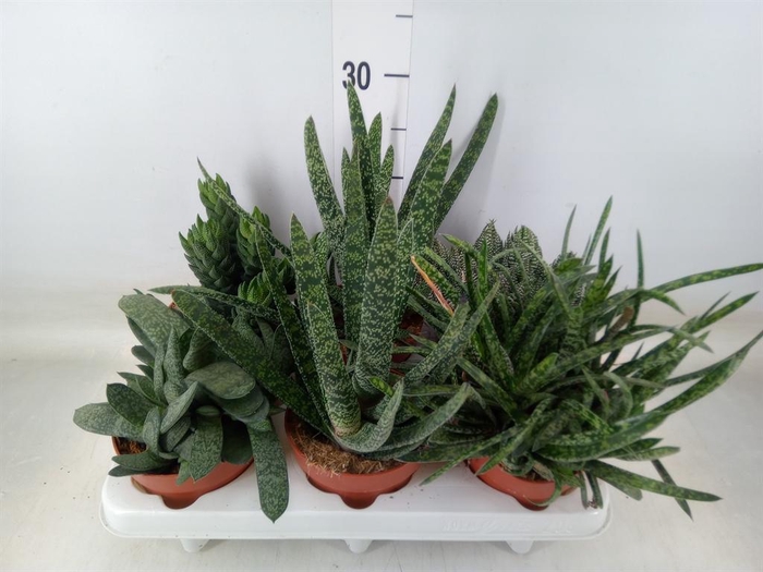 <h4>Gasteria   ...mix</h4>