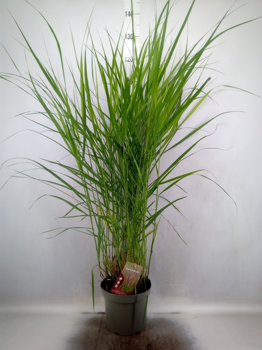 <h4>Panicum virgatum 'Rotstrahlbusch'</h4>