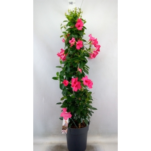 Mandevilla sand. 'SumStar Pink'