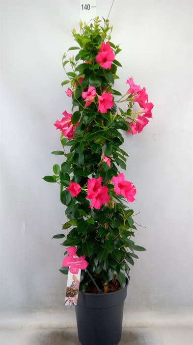 <h4>Mandevilla sand. 'SumStar Pink'</h4>