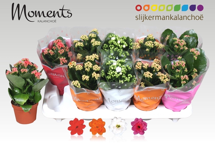 <h4>KAL GE GEM 4 KL</h4>