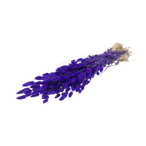 Lagurus Ovatus Purple