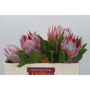 Protea Cynaroides