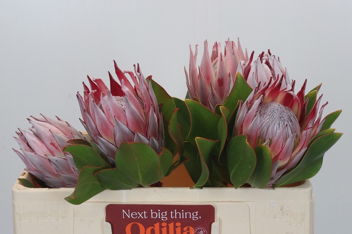 <h4>Protea Cynaroides</h4>