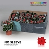 Kalanchoe No Sleeve - Red with snow/sneeuw - kerst