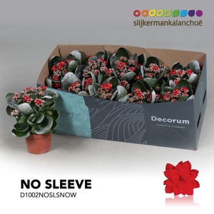 Kalanchoe No Sleeve - Red with snow