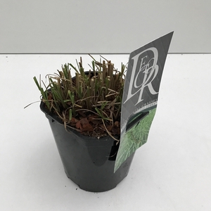 Graminées Miscanthus 'Little Zebra'