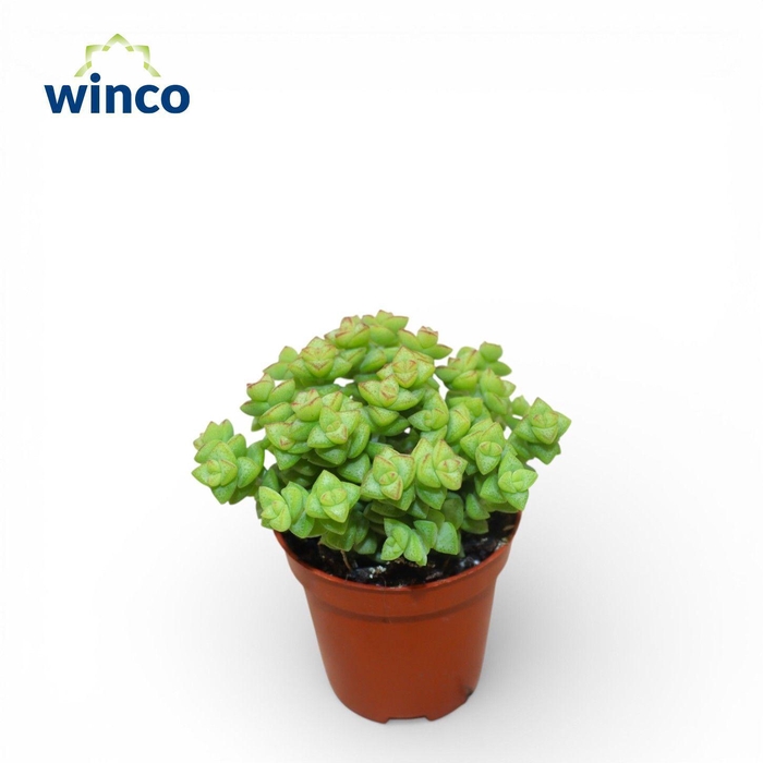 <h4>Crassula Tom Thumb</h4>