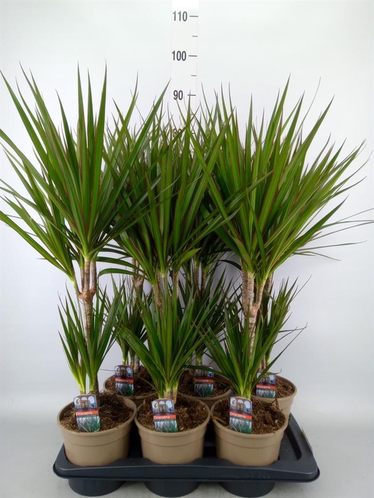 <h4>Dracaena marg.</h4>