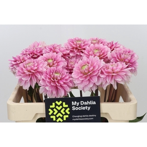 Dahlia Cranberry Twist