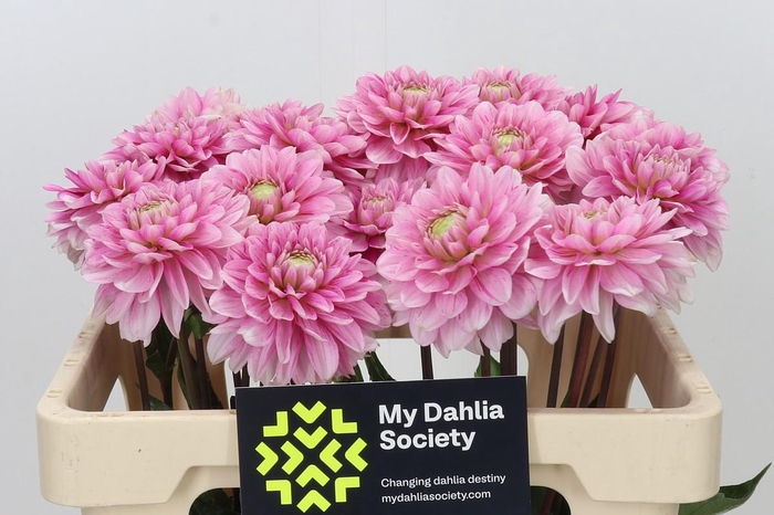 <h4>Dahlia Cranberry Twist</h4>