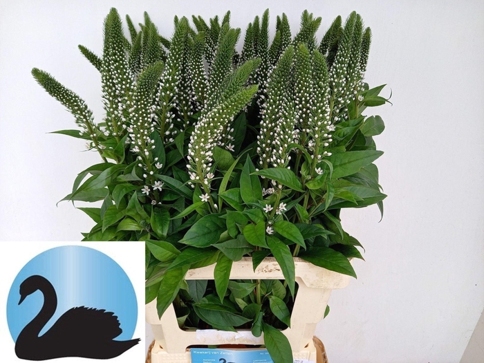 <h4>LYSIMACHIA ABRAHAM</h4>