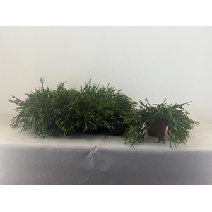 RHIPSALIS EWALDIANA