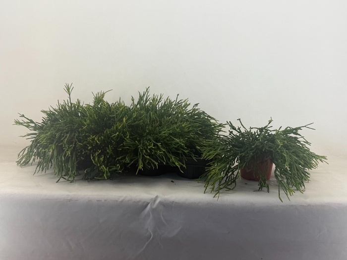 <h4>RHIPSALIS EWALDIANA</h4>
