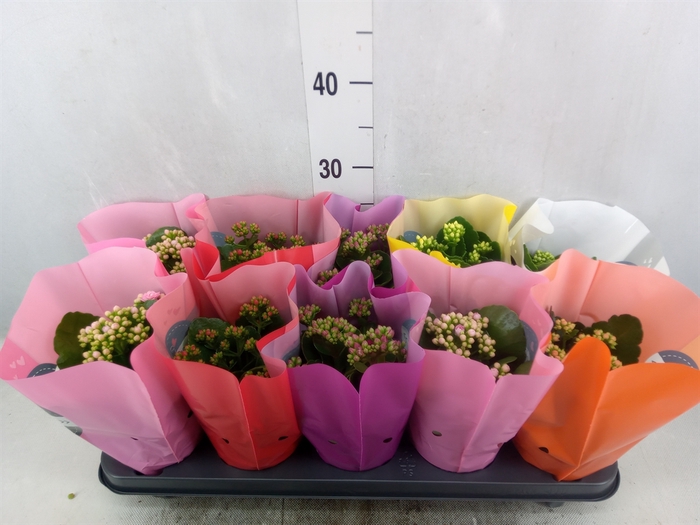 <h4>Kalanchoe blos.   ..rosebud rs fl 5</h4>