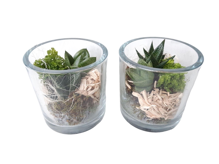 <h4>Arr.   Kamerplant Groen L%</h4>