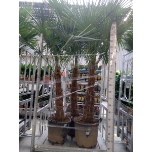 Trachycarpus fortunei