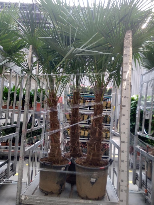 <h4>Trachycarpus fortunei</h4>