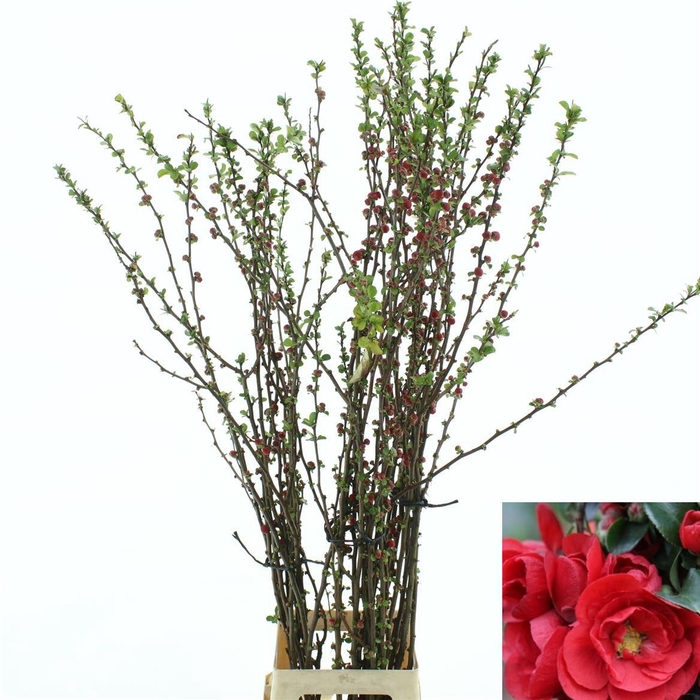 <h4>Chaenomeles Pink</h4>