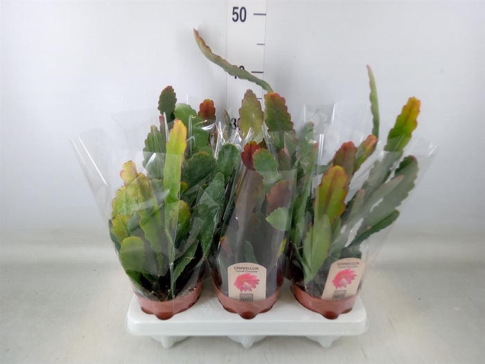 <h4>Epiphyllum   ...</h4>