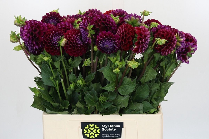 <h4>Dahlia BA 'Ivannetti'</h4>