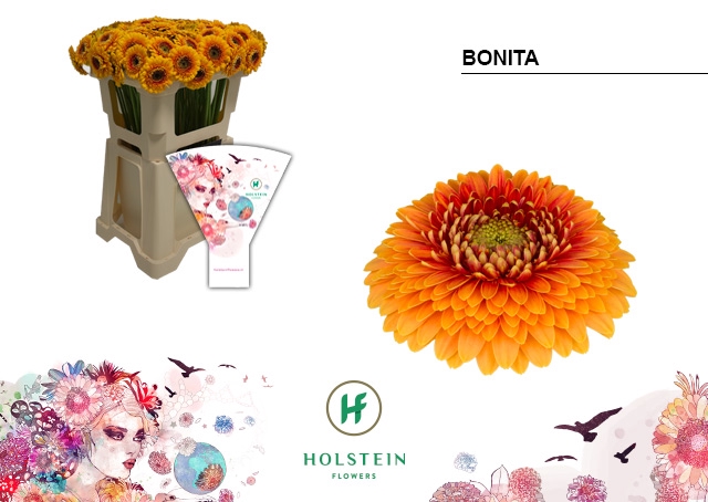 <h4>GE MI Pom Bonita</h4>