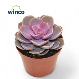 Echeveria Pearl Von Neurenberg