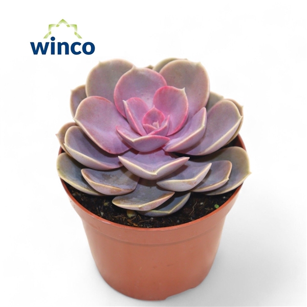 <h4>Echeveria Pearl Von Neurenberg</h4>