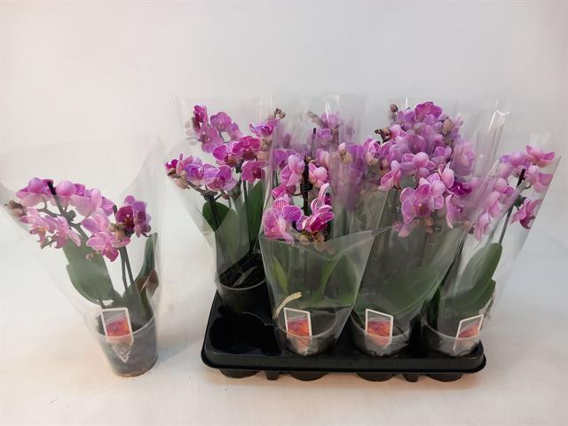 <h4>PHAL MF OV ROZE</h4>