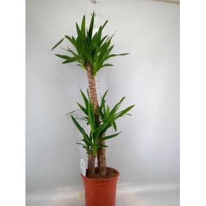 Yucca   ...