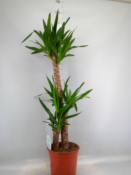 <h4>Yucca   ...</h4>