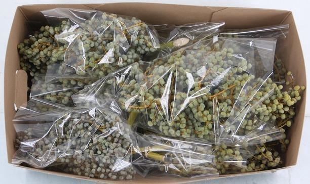 <h4>DADELS PHX PER KILO</h4>