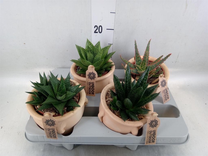 <h4>Aloe   ...mix</h4>