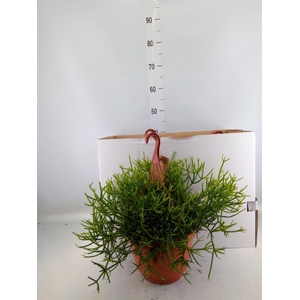 Rhipsalis heteroclada