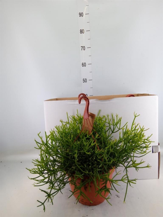 <h4>Rhipsalis heteroclada</h4>