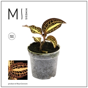 Mimesis Jewel Orchid KARMA Anoectochilus Sunstone - 7cm