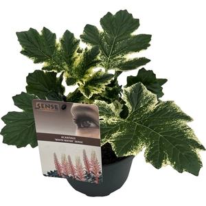 Acanthus 'White Water' sense