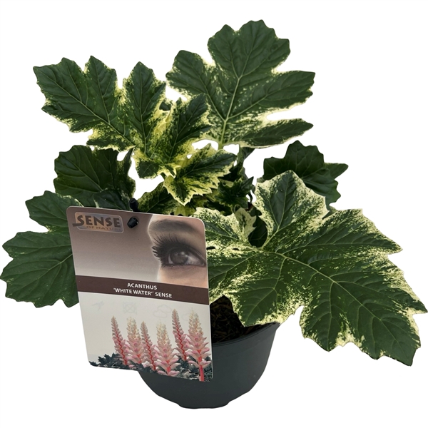 <h4>Acanthus 'White Water' sense</h4>